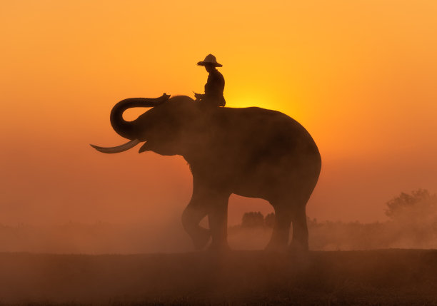 剪影日落和象夫与大象图片下载