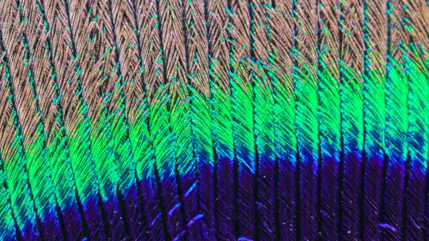 微距镜头上的红绿蓝羽毛图片下载