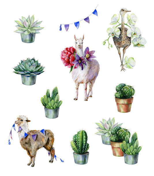 水彩设置羊驼，美洲驼，鸵鸟和仙人掌和多肉植物。图片下载