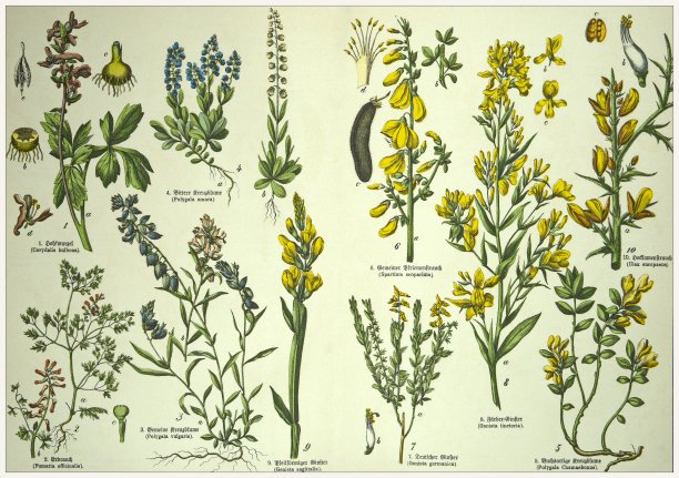 19世纪——裁剪的古董维多利亚风格植物石版画板，带有拉丁文和古德文脚本的相应标题。慕尼黑1880-1889年，德国。图片下载