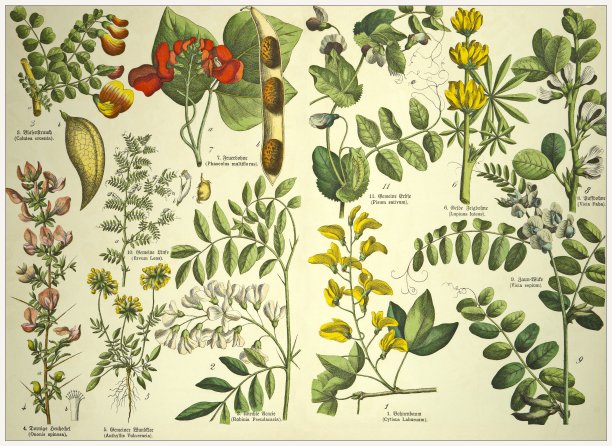 19世纪——裁剪的古董维多利亚风格植物石版画板，带有拉丁文和古德文脚本的相应标题。慕尼黑1880-1889年，德国。图片下载