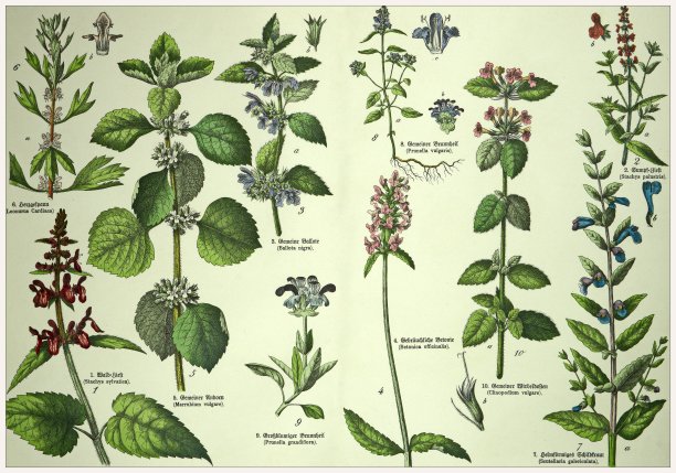 19世纪——裁剪的古董维多利亚风格植物石版画板，带有拉丁文和古德文脚本的相应标题。慕尼黑1880-1889年，德国。图片下载