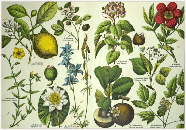 19世纪——裁剪的古董维多利亚风格植物石版画板，带有拉丁文和古德文脚本的相应标题。慕尼黑1880-1889年，德国。图片下载