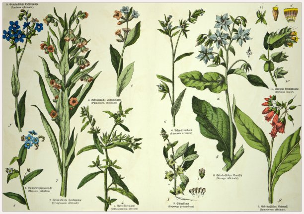 19世纪——裁剪的古董维多利亚风格植物石版画板，带有拉丁文和古德文脚本的相应标题。慕尼黑1880-1889年，德国。图片下载