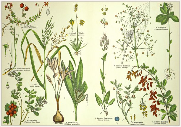19世纪——裁剪的古董维多利亚风格植物石版画板，带有拉丁文和古德文脚本的相应标题。慕尼黑1880-1889年，德国。图片下载