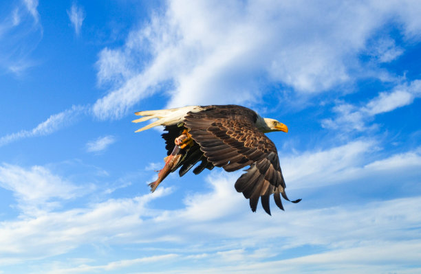 秃鹰，埃斯特斯公园图片下载