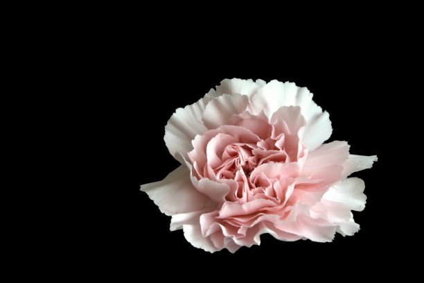 粉红色的康乃馨图片下载