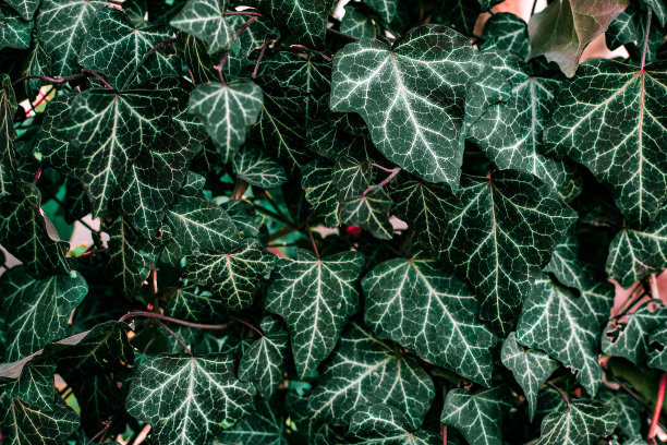 绿叶灌木，绿叶叶质图片下载