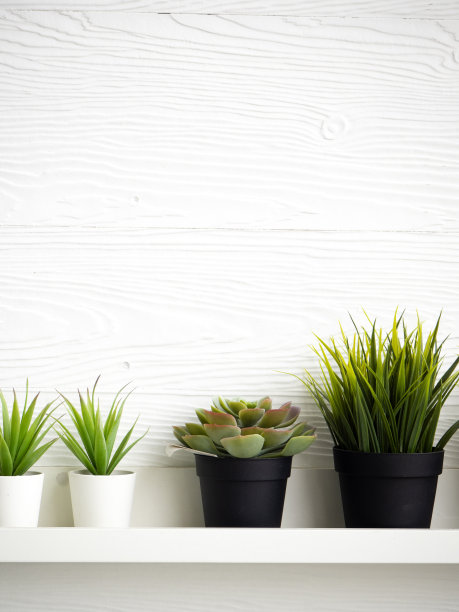 白色木墙边的桌子上放着多肉植物图片下载