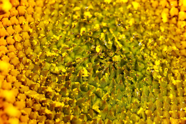 花向日葵在黑色的背景图片下载