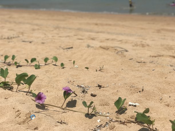 泰国沙滩上的花图片下载