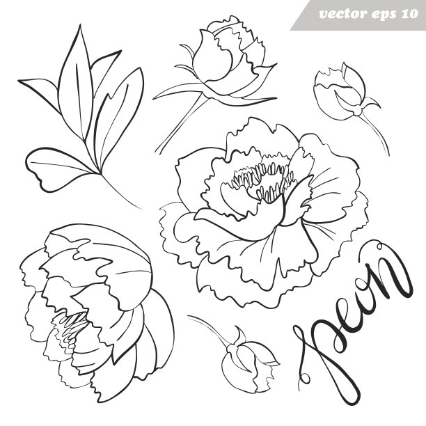 牡丹花、芽、叶矢量轮廓集图片下载