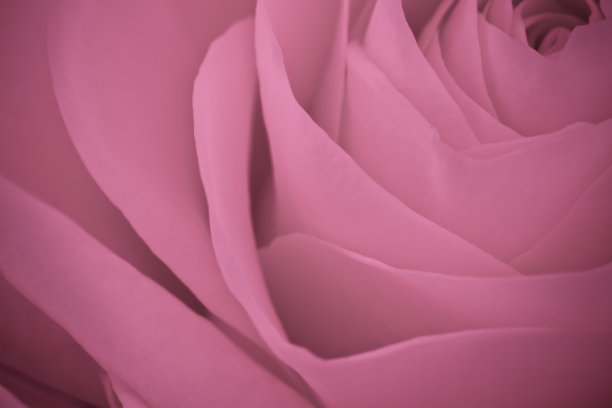 粉色玫瑰宏图片下载