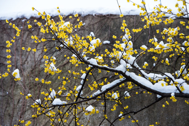 金梅花盛开在春天图片下载