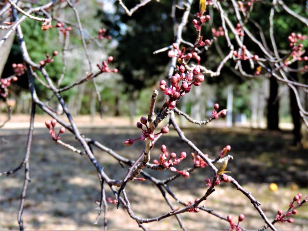 春天的模式。刚刚开花的樱桃。3.图片下载
