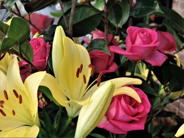 花朵图案。图片下载