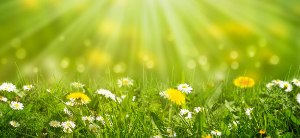 阳光下雏菊和蒲公英的田园诗般的草地图片下载