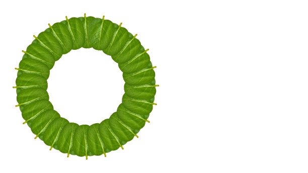 绿叶背景，框架和边框，复制空间照片图片下载