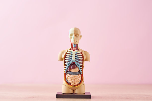 人体解剖模型，内部器官以粉红色为背景图片下载