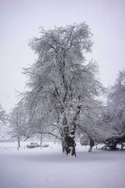 雪树图片下载
