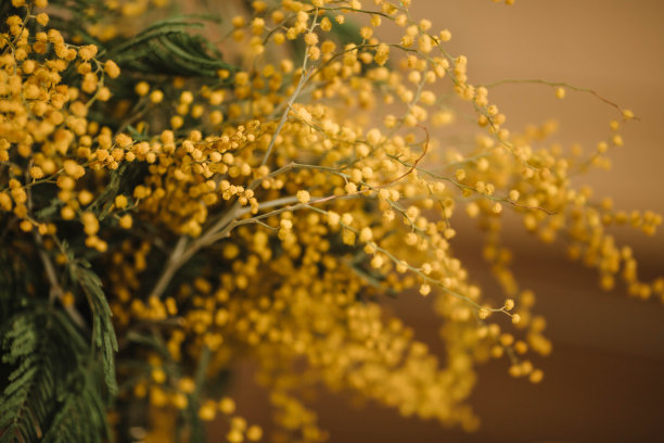 黄色的花朵，一束含羞草在米色的背景。图片下载
