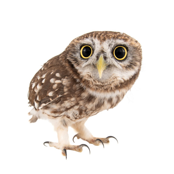 小猫头鹰，雅典娜娜，孤立在白色背景上。图片下载