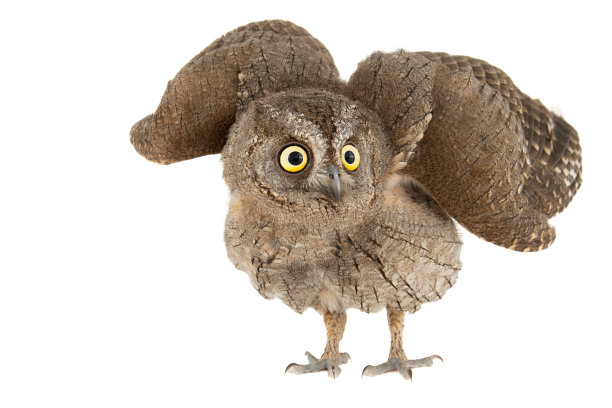 猫头鹰-欧洲勺子猫头鹰，Otus勺子，张开翅膀。在白色背景上隔离图片下载