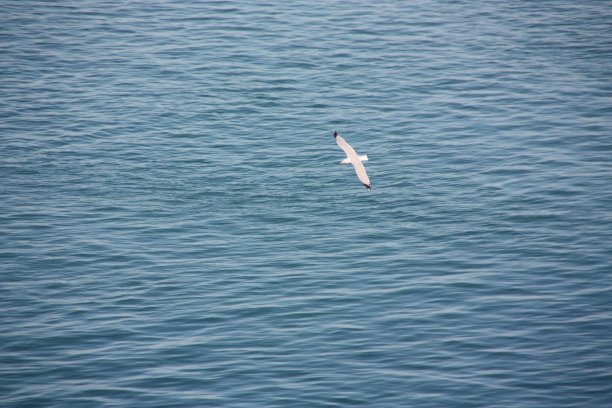 海鸥的飞行图片下载