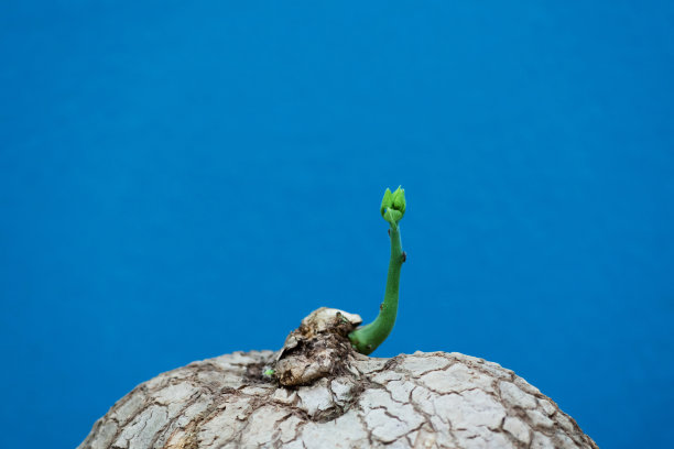 蓝背景上的地不容树苗图片下载