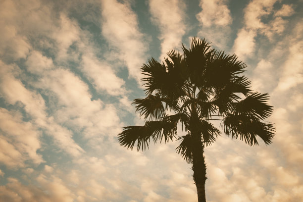 剪影棕榈树或椰子树上的云和日落天空的背景在夏天的时间与复制空间。复古的后期处理照片和电影风格。旅游、时尚、度假。图片下载