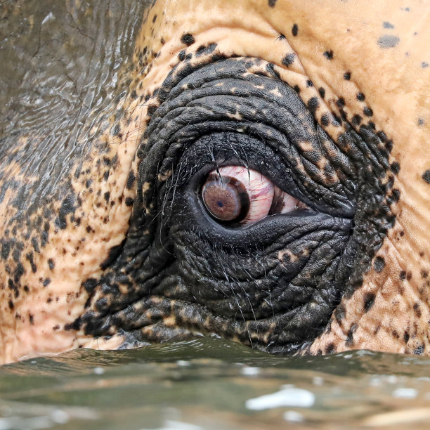 小印度象在水里的特写图片下载