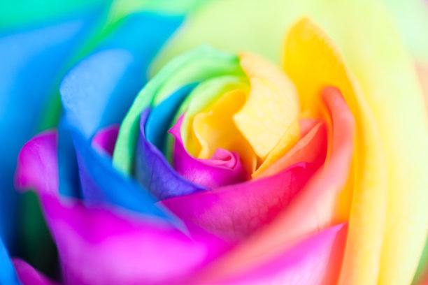 彩虹玫瑰的特写图片下载
