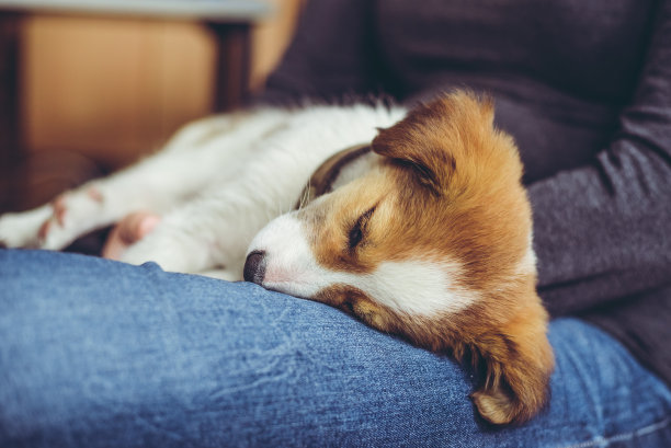 小狗的梦想图片下载