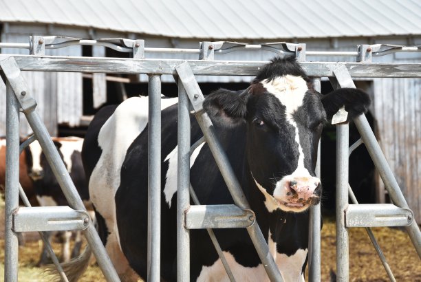 牛的支柱图片下载