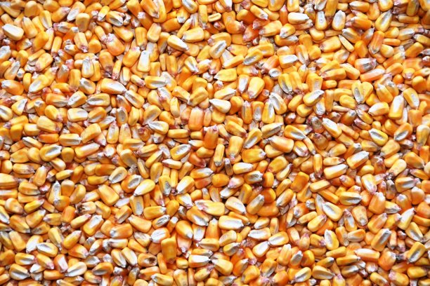 内核的玉米图片下载