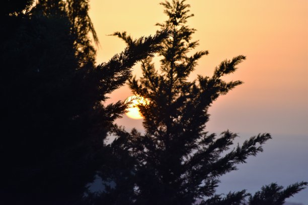 透过树影看日落图片下载