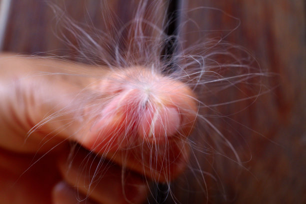 近距离浅景深的领域的女人抱着一个蒲公英种子图片下载