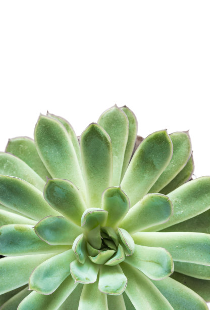 肉质植物近距离从上面图片下载