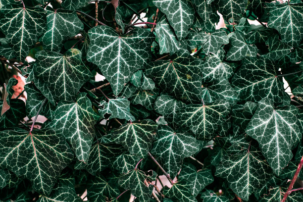 绿叶灌木的背景来自绿叶绿叶的纹理图片下载