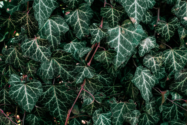 绿叶灌木的背景来自绿叶绿叶的纹理图片下载