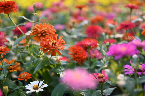 雏菊科向日葵族的百日草或紫百日草属植物。图片下载