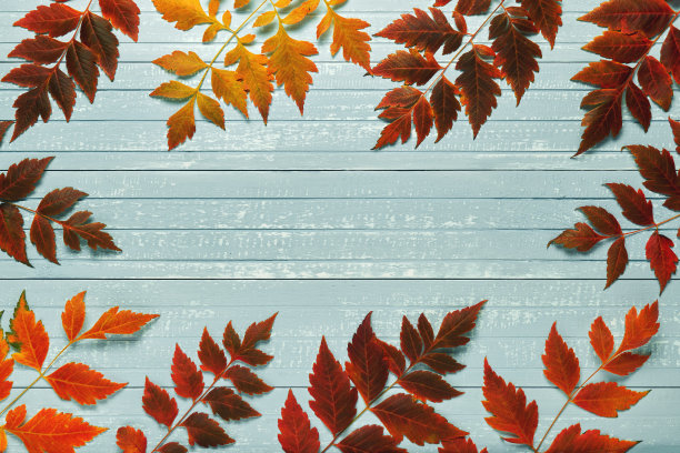 秋天的框架为你的想法。秋天，黄色、红色、橙色的枯枝落在旧木板的边缘，一块柔软的蓝色的地方，用来放置你的文字图片下载