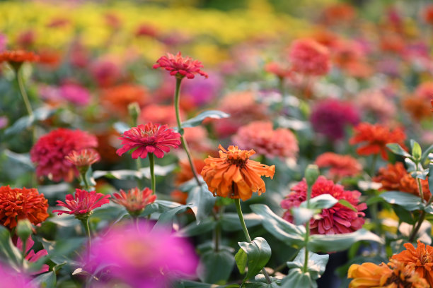 雏菊科向日葵族的百日草或紫百日草属植物。图片下载