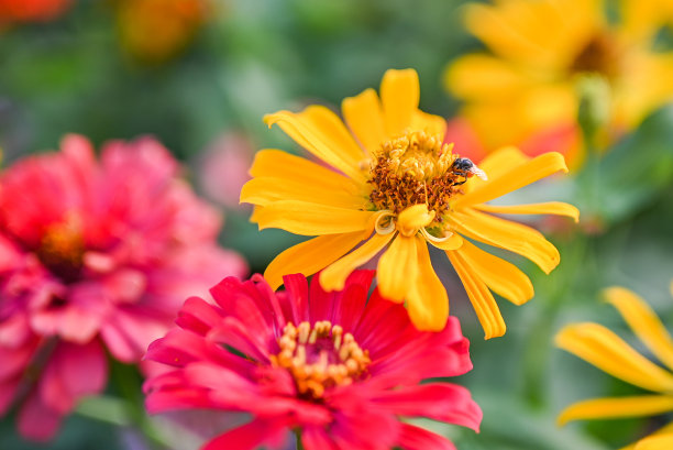 蜜蜂传粉的洋红色或黄色百日草花。图片下载