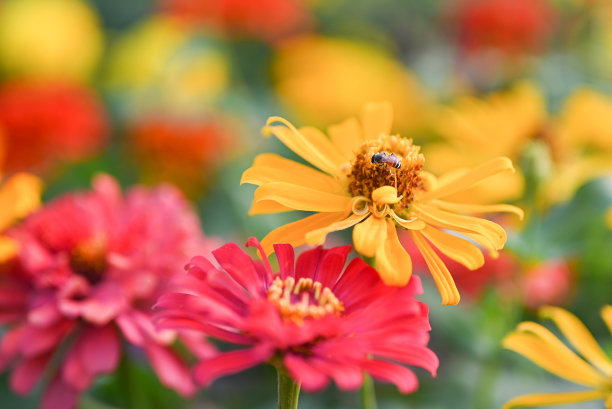 蜜蜂传粉的洋红色或黄色百日草花。图片下载