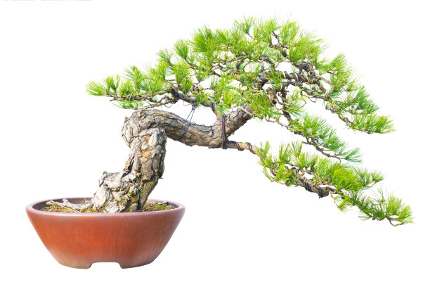松树盆景图片下载