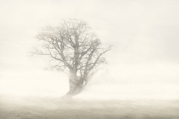 美丽的冬季专用照片。一棵高大的大树屹立在白雪覆盖的草地/围场上。树枝、树干和其他各种植被的剪影。有风的日子。白色背景。图片下载
