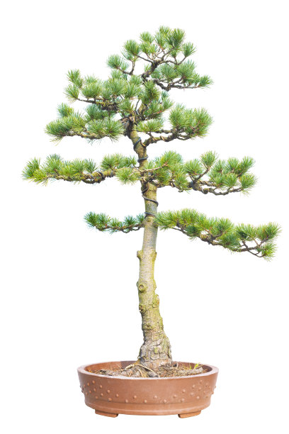 松树盆景图片下载