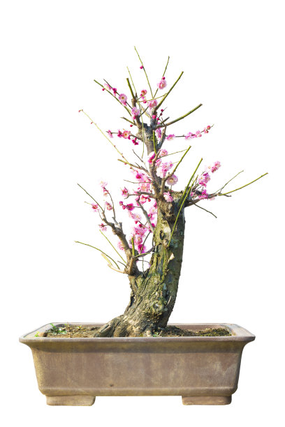 梅花盆景图片下载