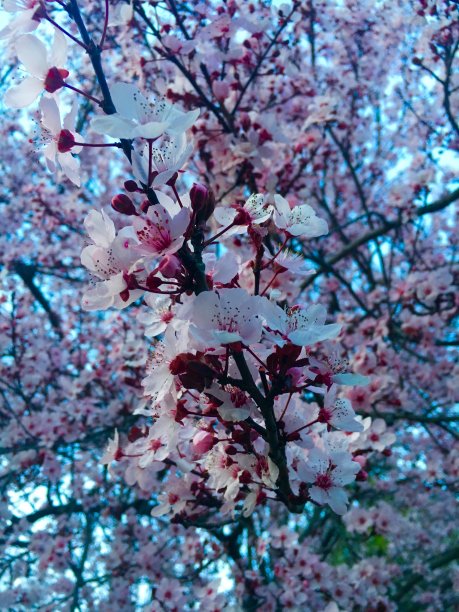梅花樱花图片下载